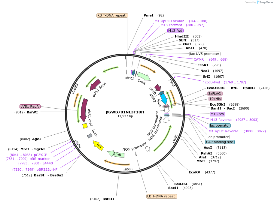 141288-plasmid-map-sequence-id-324889