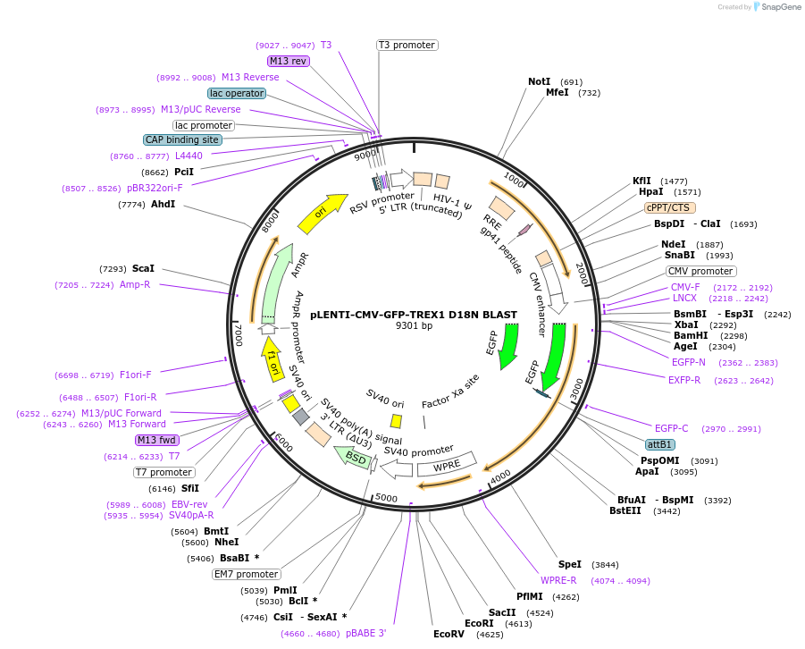 164225-plasmid-map-sequence-id-324894