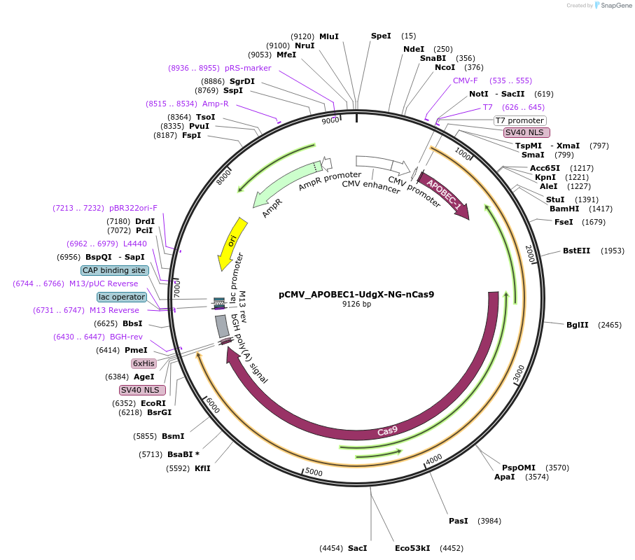 163533-plasmid-map-sequence-id-324898