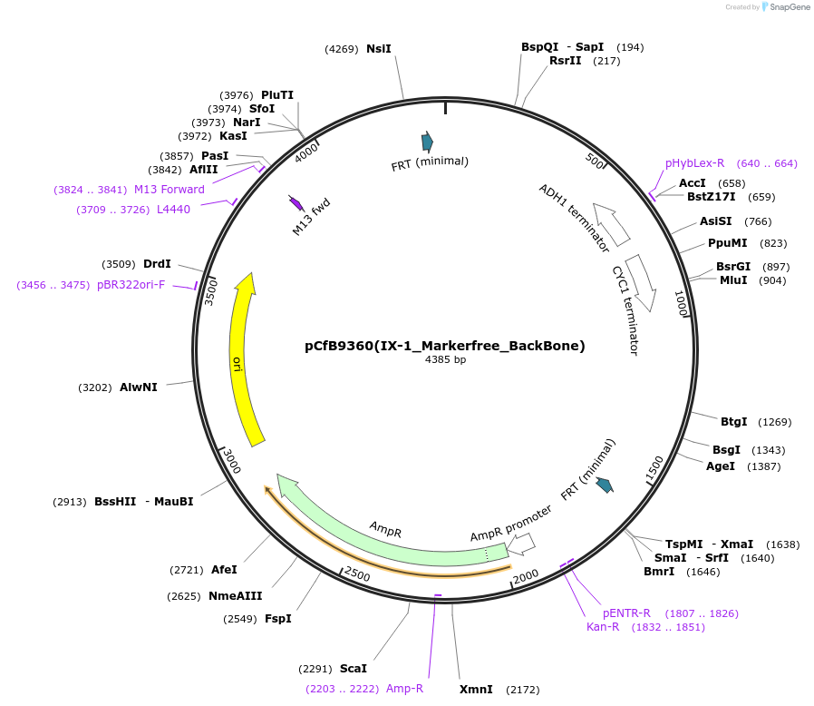 161601-plasmid-map-sequence-id-324902