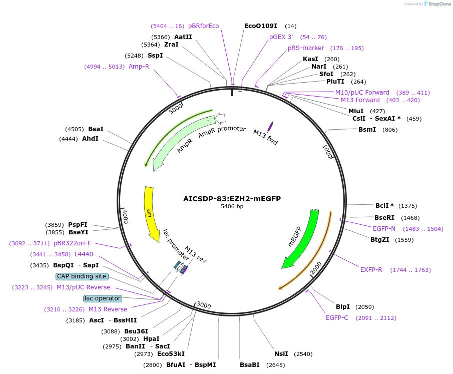 164499-plasmid-map-sequence-id-324903