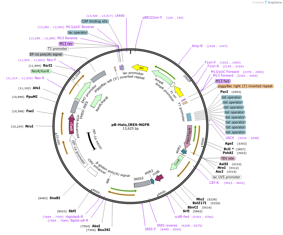 164520-plasmid-map-sequence-id-324912