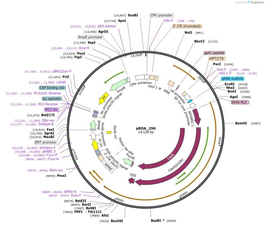 158581-plasmid-map-sequence-id-324916