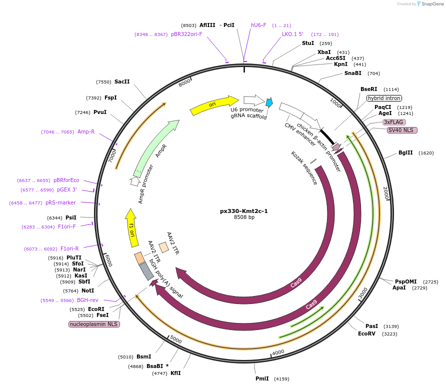 162531-plasmid-map-sequence-id-324940