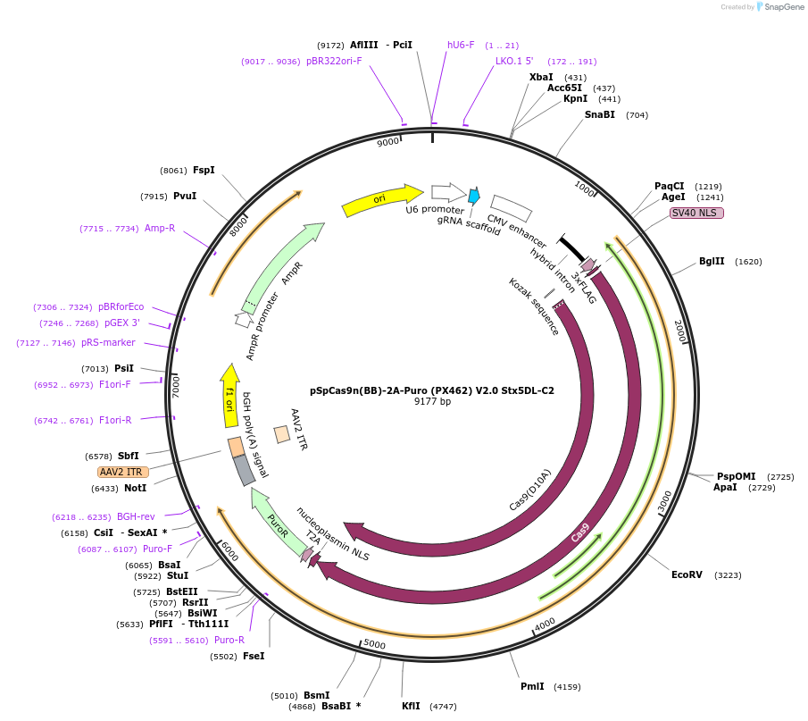 165086-plasmid-map-sequence-id-324974