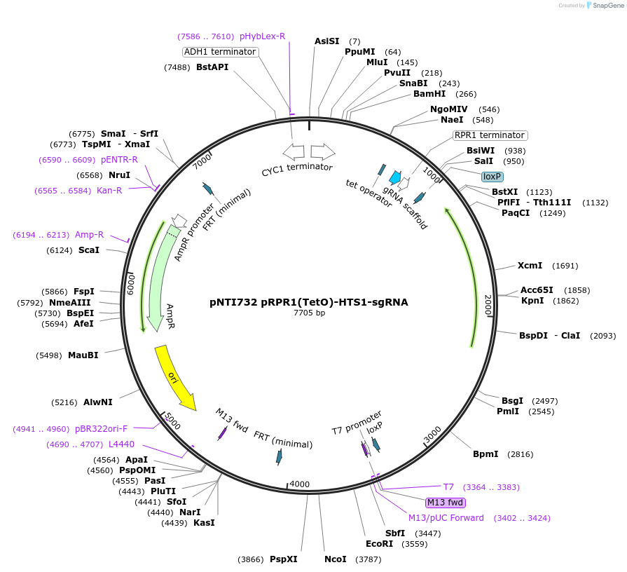 164912-plasmid-map-sequence-id-324991