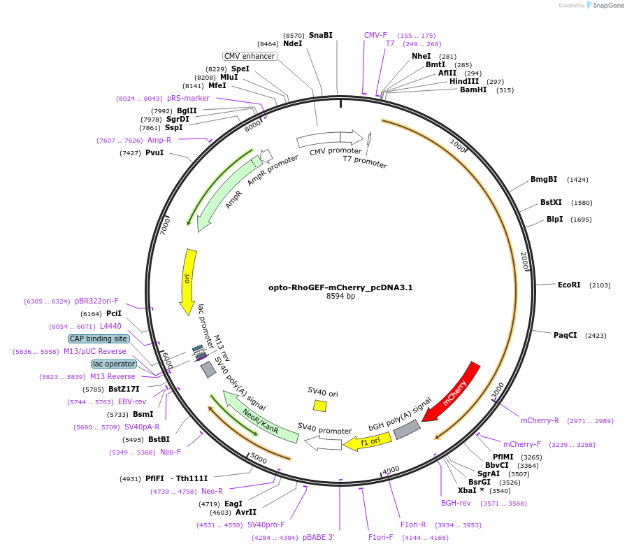 164473-plasmid-map-sequence-id-324997