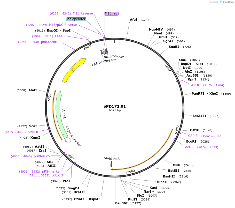 1719-plasmid-map-sequence-id-325