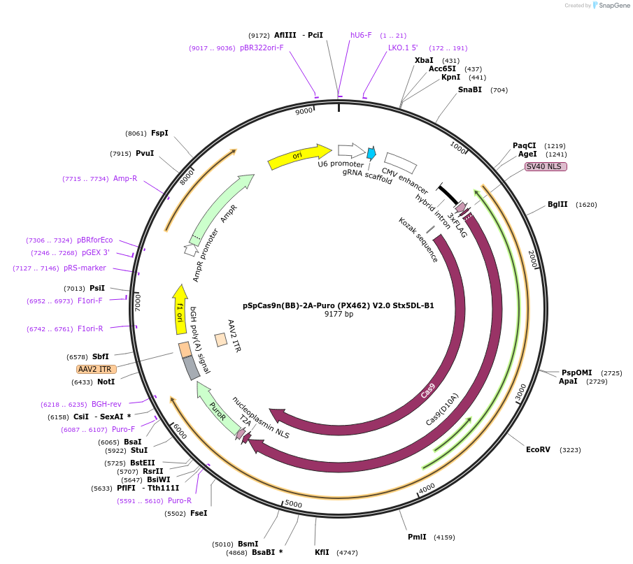 165082-plasmid-map-sequence-id-325002