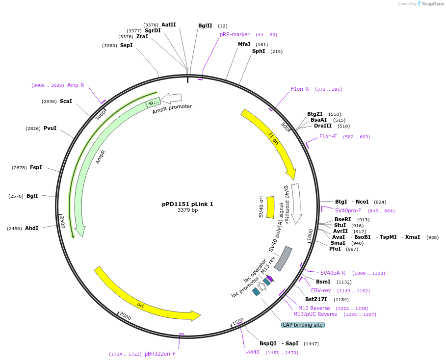 139239-plasmid-map-sequence-id-325022