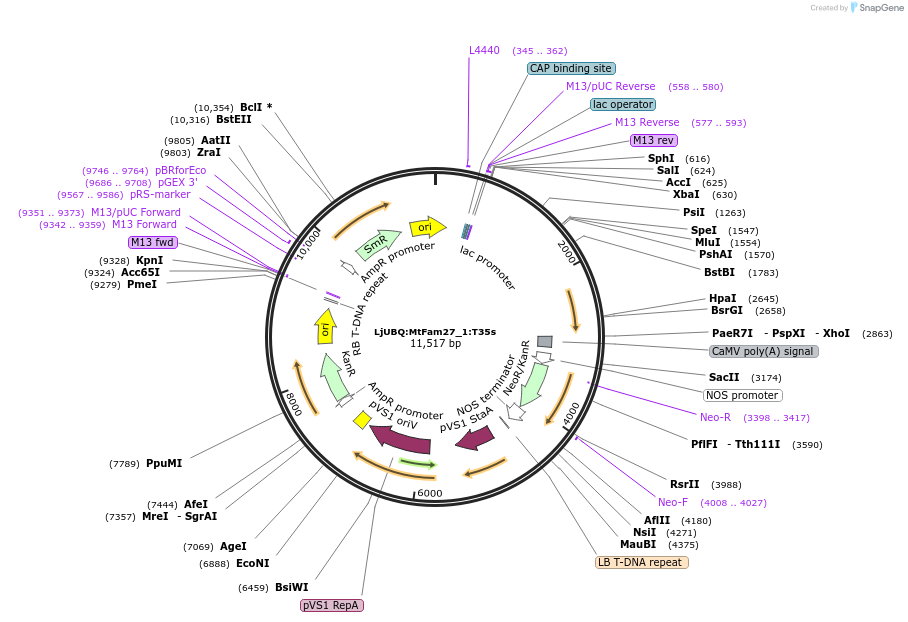 164736-plasmid-map-sequence-id-325030