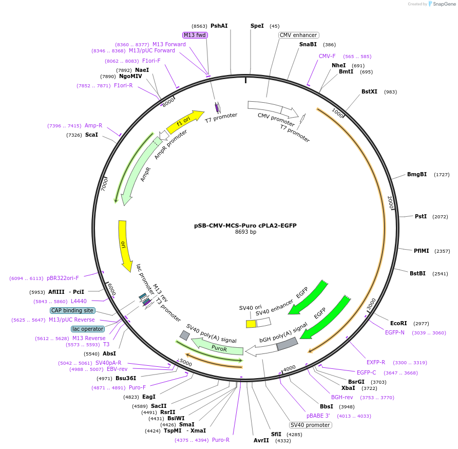 162568-plasmid-map-sequence-id-325033