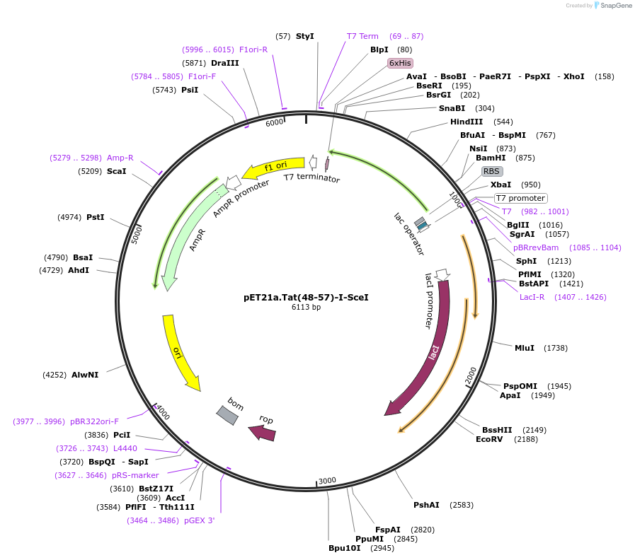 165041-plasmid-map-sequence-id-325034