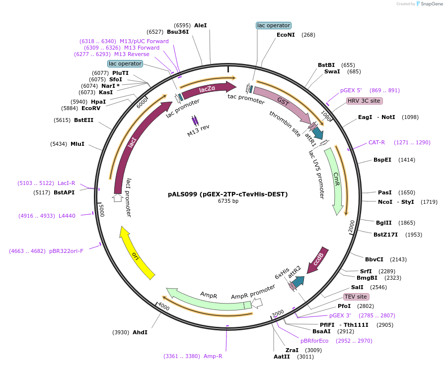 139787-plasmid-map-sequence-id-325052