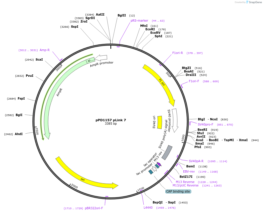 139245-plasmid-map-sequence-id-325055