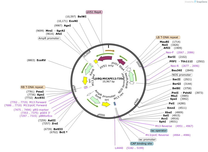 164726-plasmid-map-sequence-id-325070
