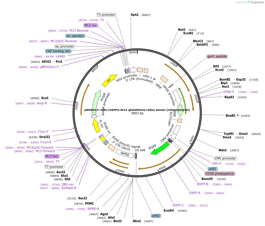 163056-plasmid-map-sequence-id-325073