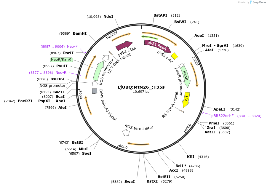 164755-plasmid-map-sequence-id-325075