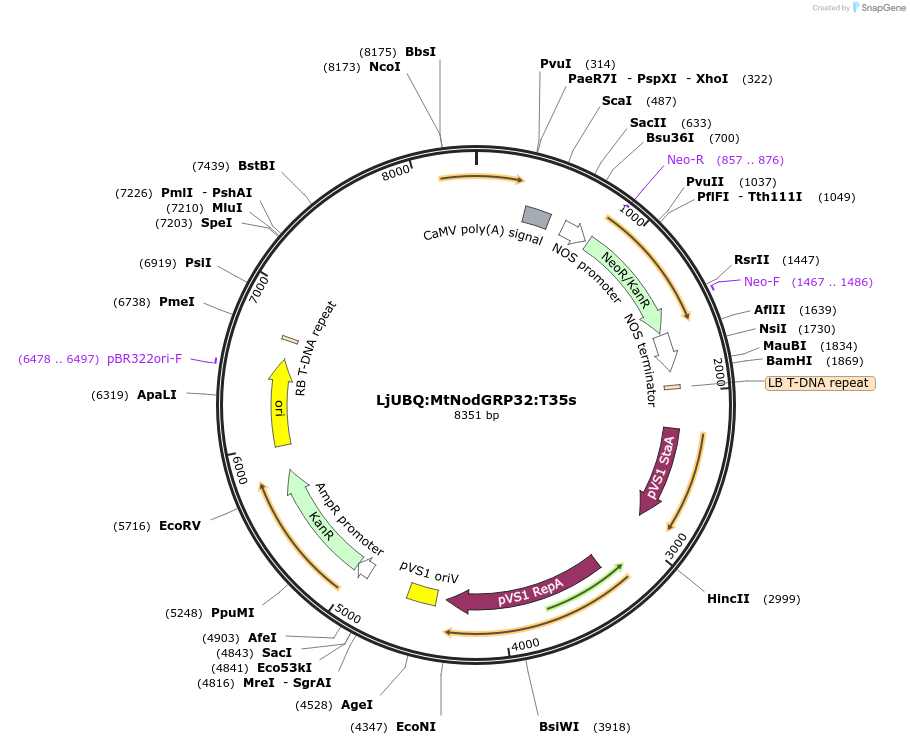 164756-plasmid-map-sequence-id-325081