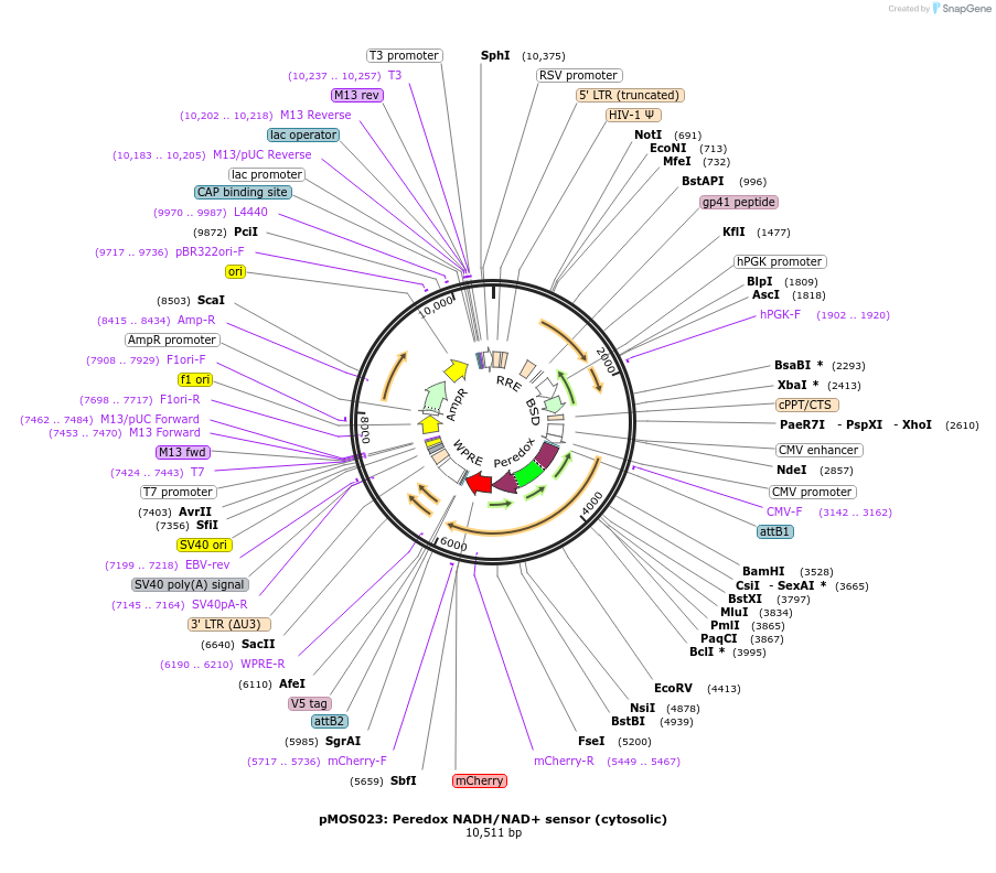 163060-plasmid-map-sequence-id-325083