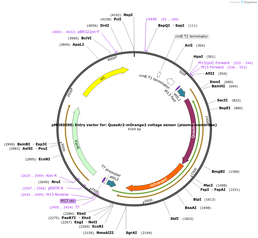 163062-plasmid-map-sequence-id-325089