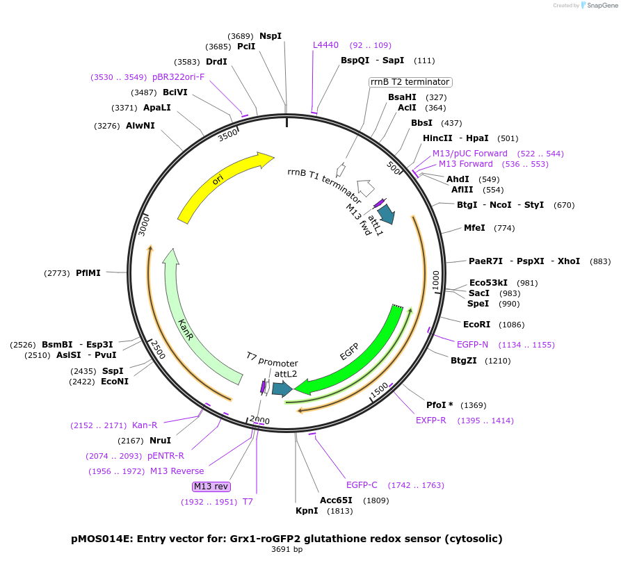 163072-plasmid-map-sequence-id-325097