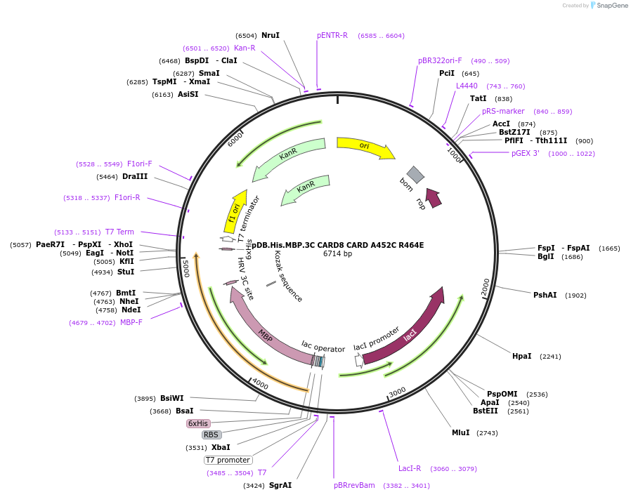 164025-plasmid-map-sequence-id-325099