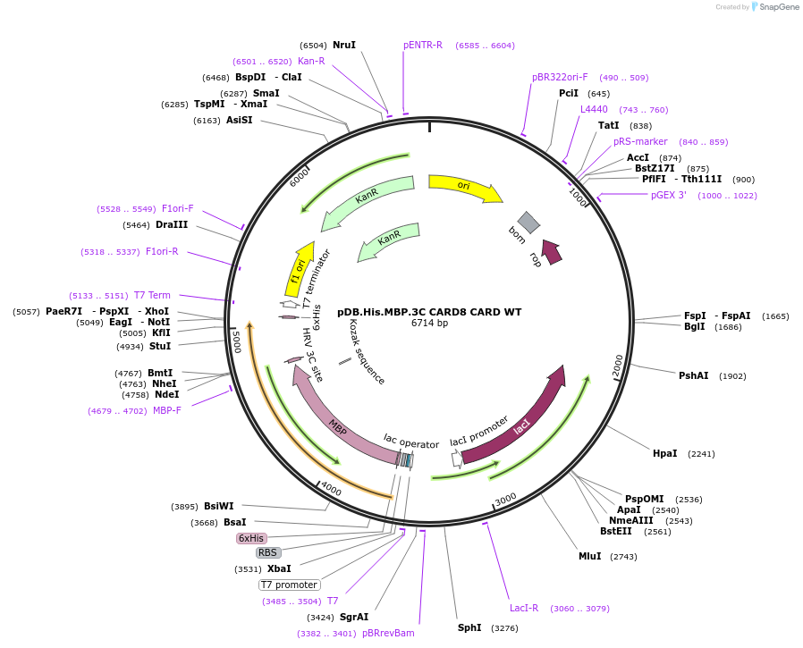164022-plasmid-map-sequence-id-325102