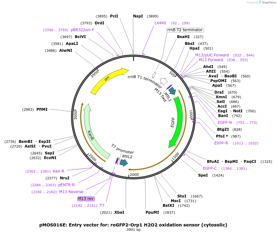 163075-plasmid-map-sequence-id-325107