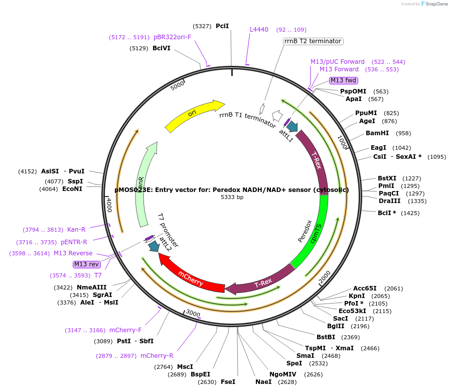 163077-plasmid-map-sequence-id-325110