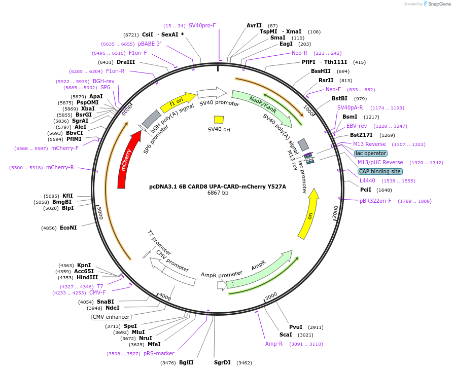 164018-plasmid-map-sequence-id-325111