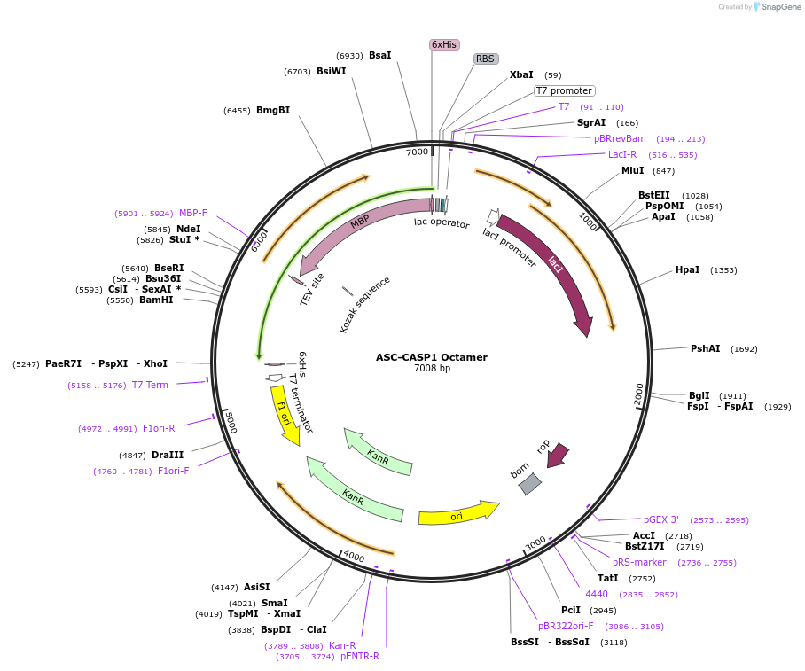 164032-plasmid-map-sequence-id-325117