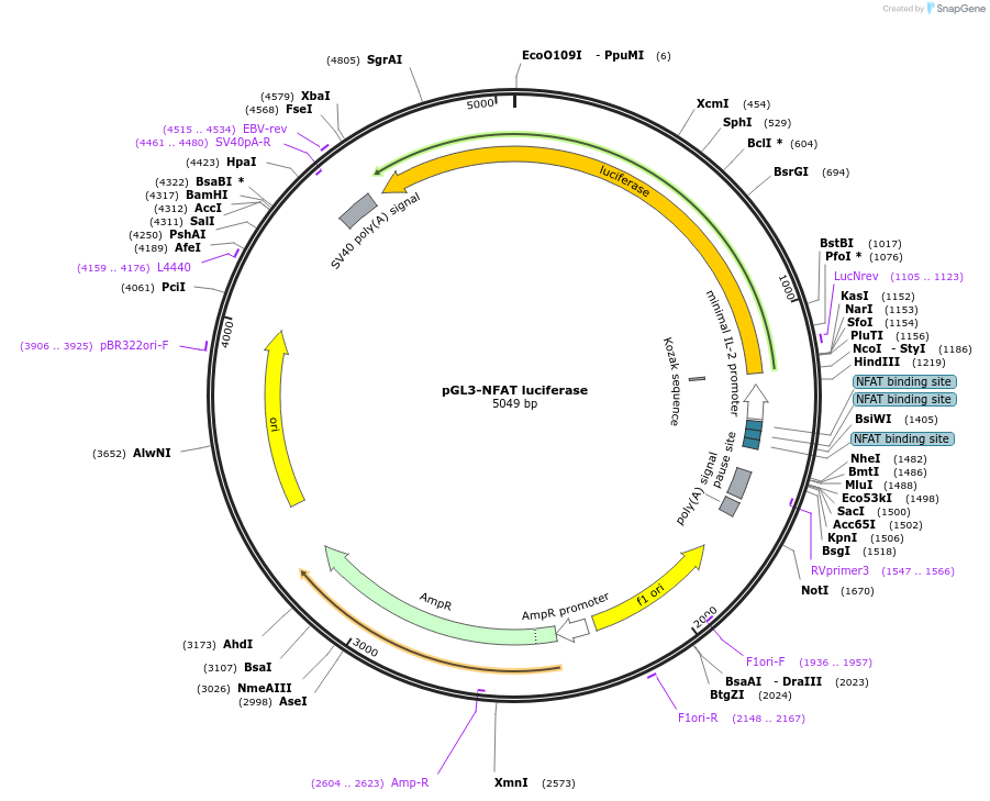 17870-plasmid-map-sequence-id-325133