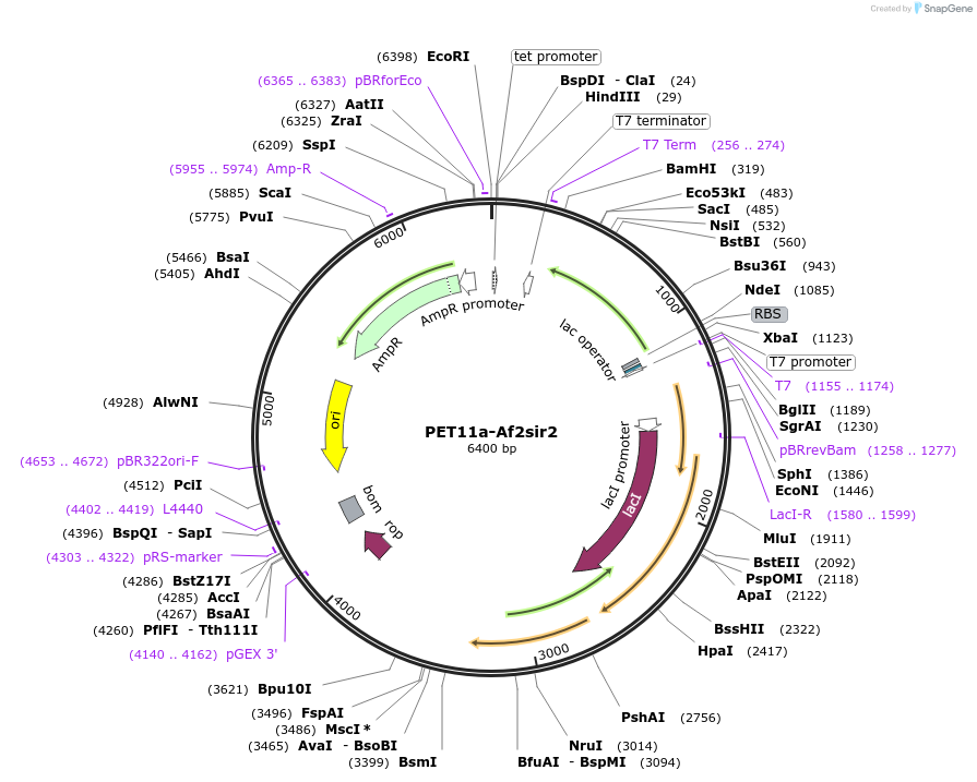 8383-plasmid-map-sequence-id-325149