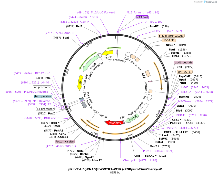163176-plasmid-map-sequence-id-325156