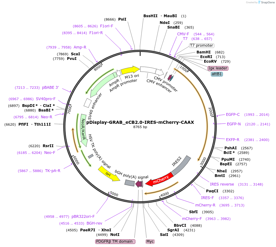 164611-plasmid-map-sequence-id-325158