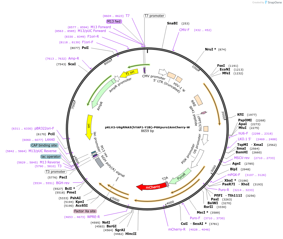 163179-plasmid-map-sequence-id-325165