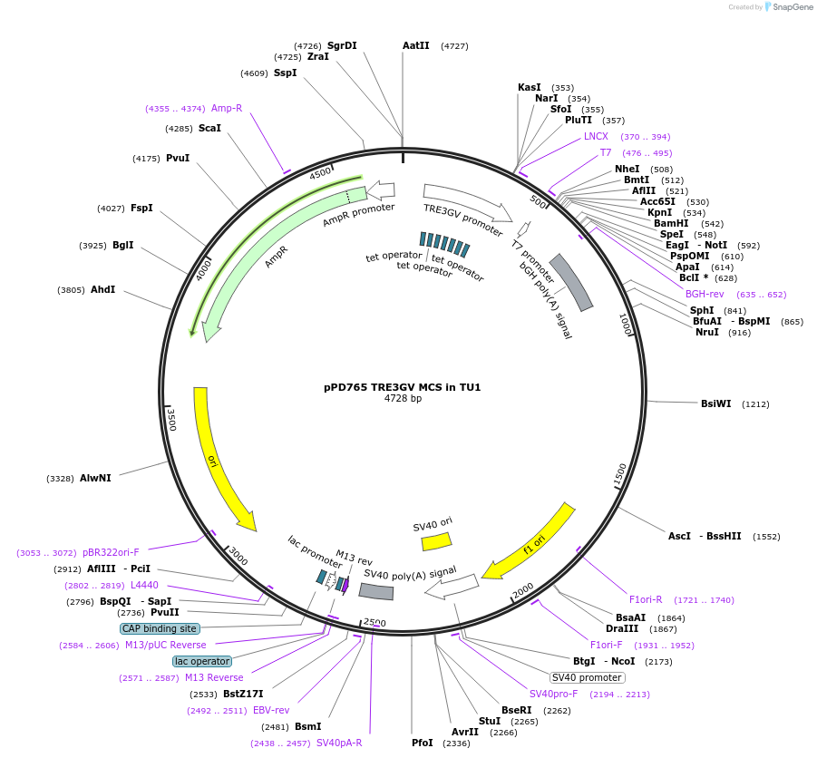 139253-plasmid-map-sequence-id-325169