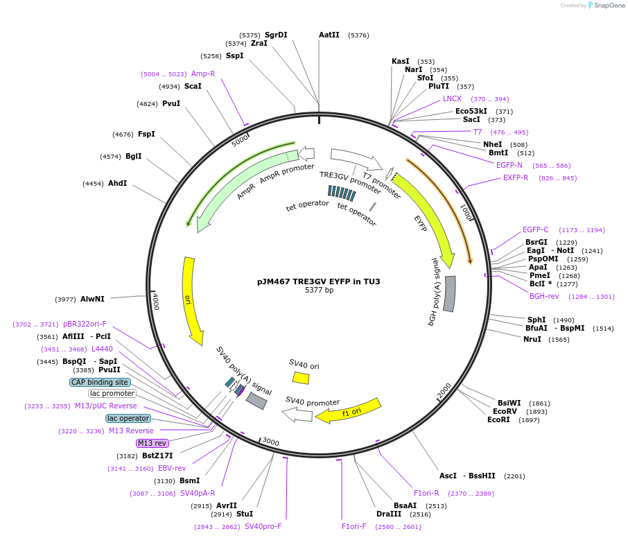 139255-plasmid-map-sequence-id-325172