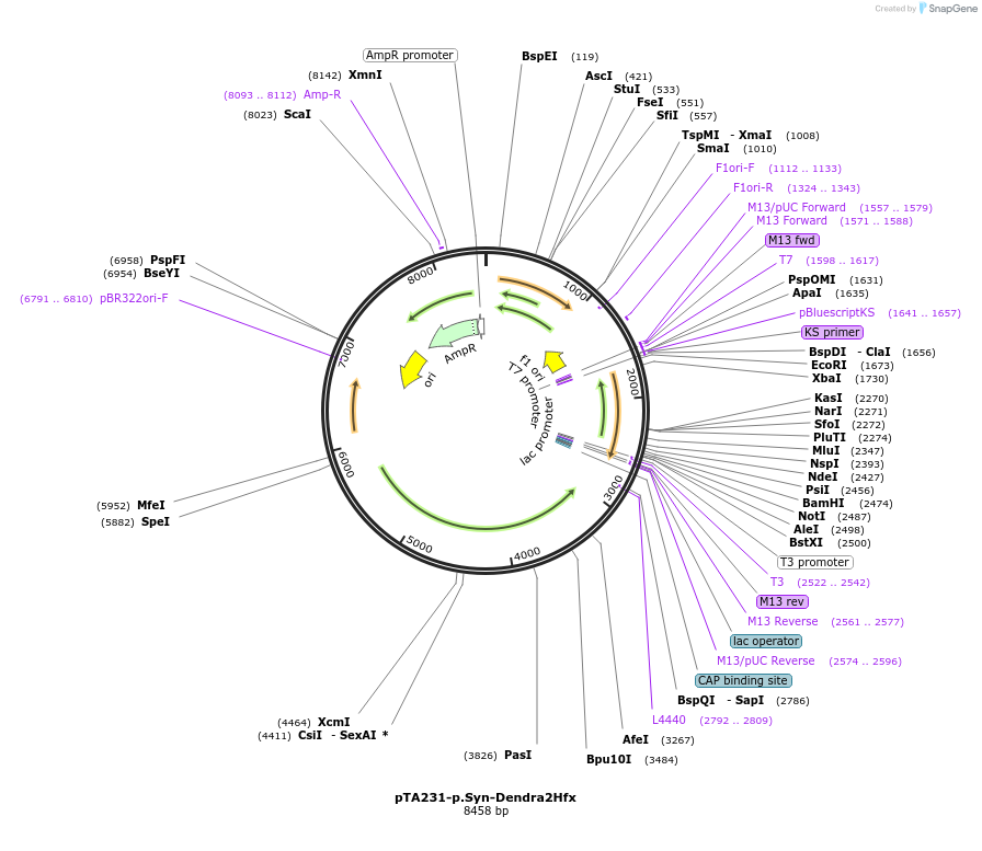 164660-plasmid-map-sequence-id-325186