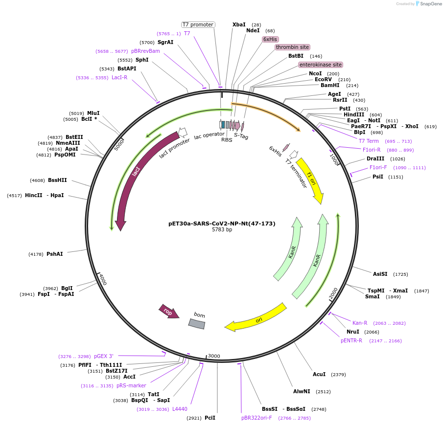 165091-plasmid-map-sequence-id-325188