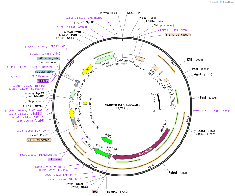 153209-plasmid-map-sequence-id-325189