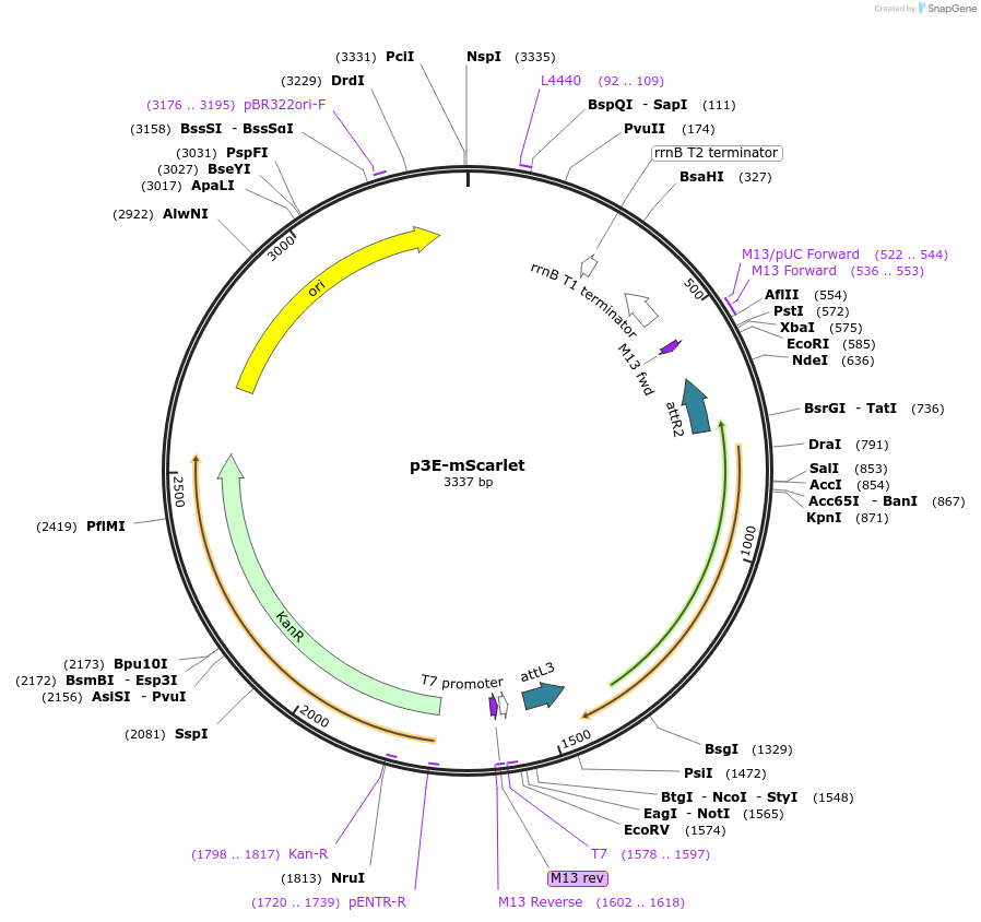 140875-plasmid-map-sequence-id-325282