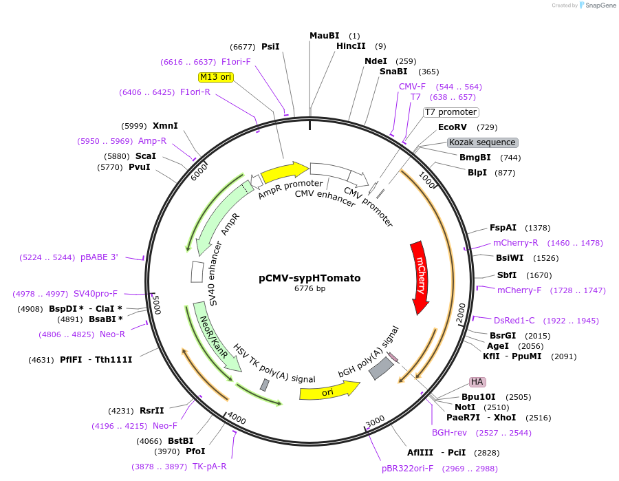 164613-plasmid-map-sequence-id-325289