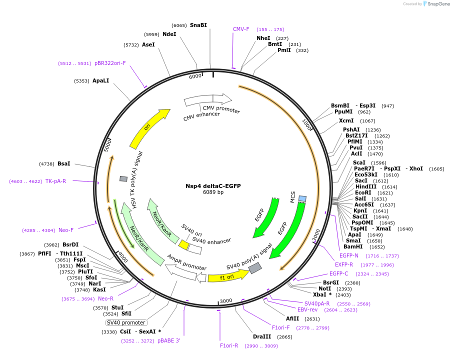 165126-plasmid-map-sequence-id-325293