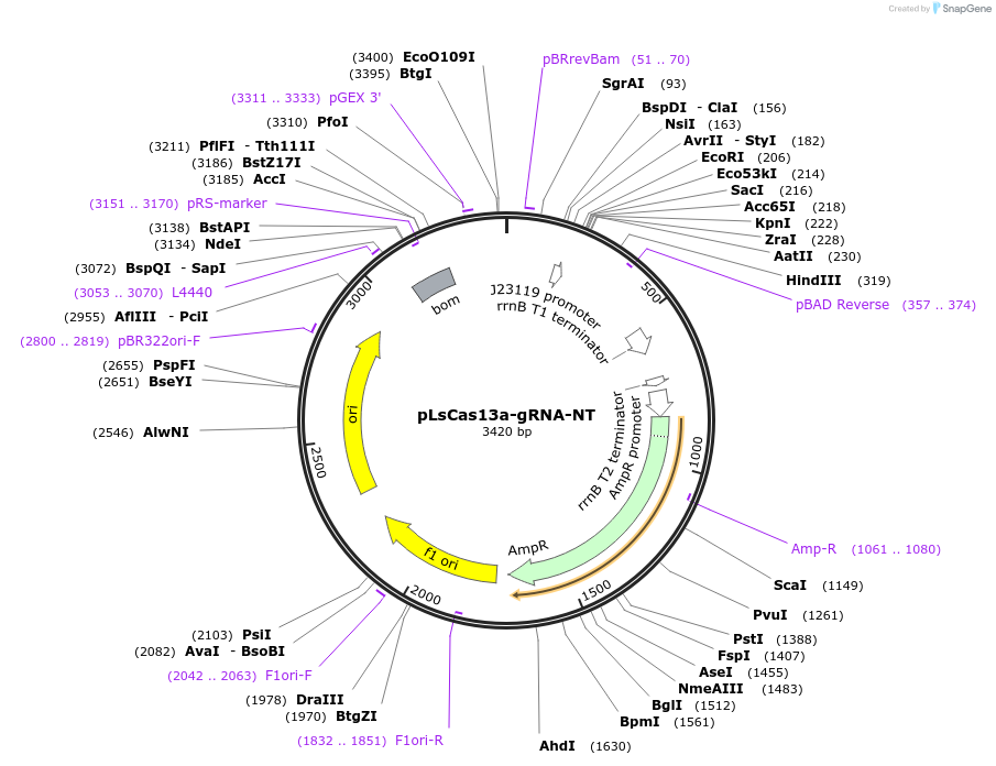 164857-plasmid-map-sequence-id-325295