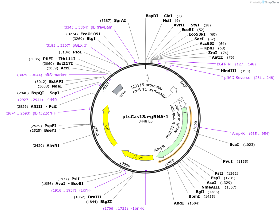 164865-plasmid-map-sequence-id-325296