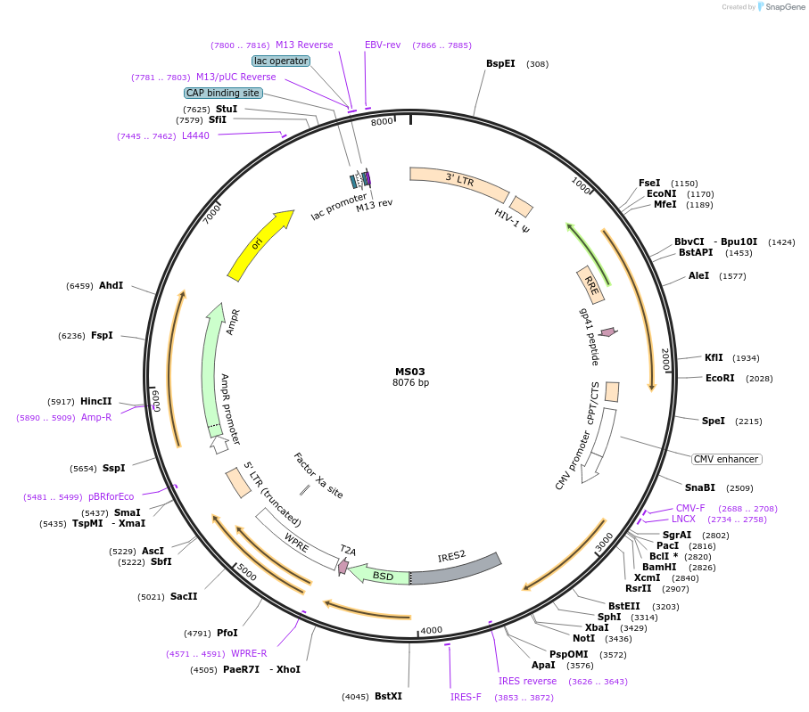 164526-plasmid-map-sequence-id-325306