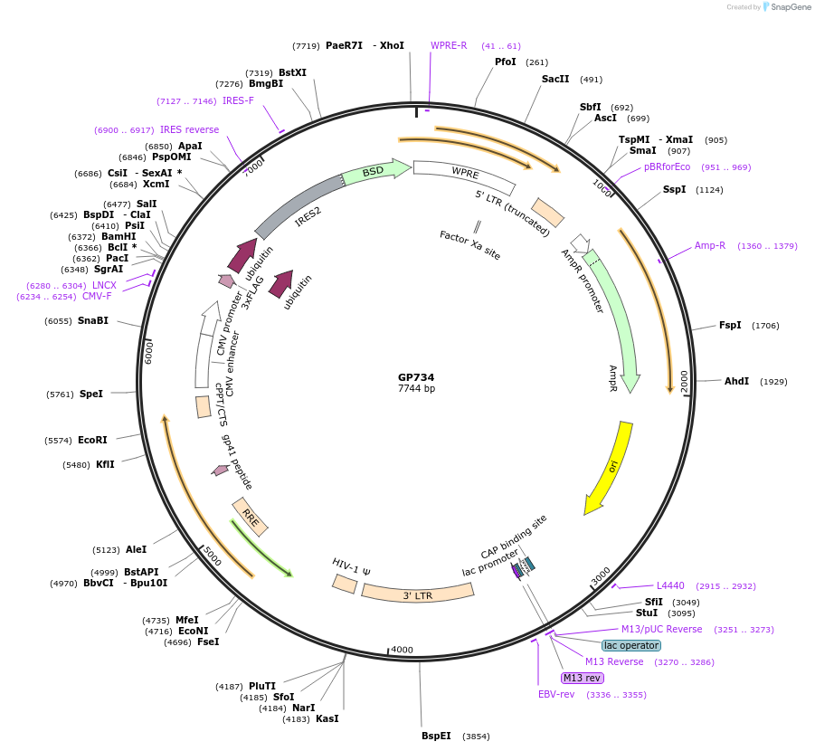 164527-plasmid-map-sequence-id-325308