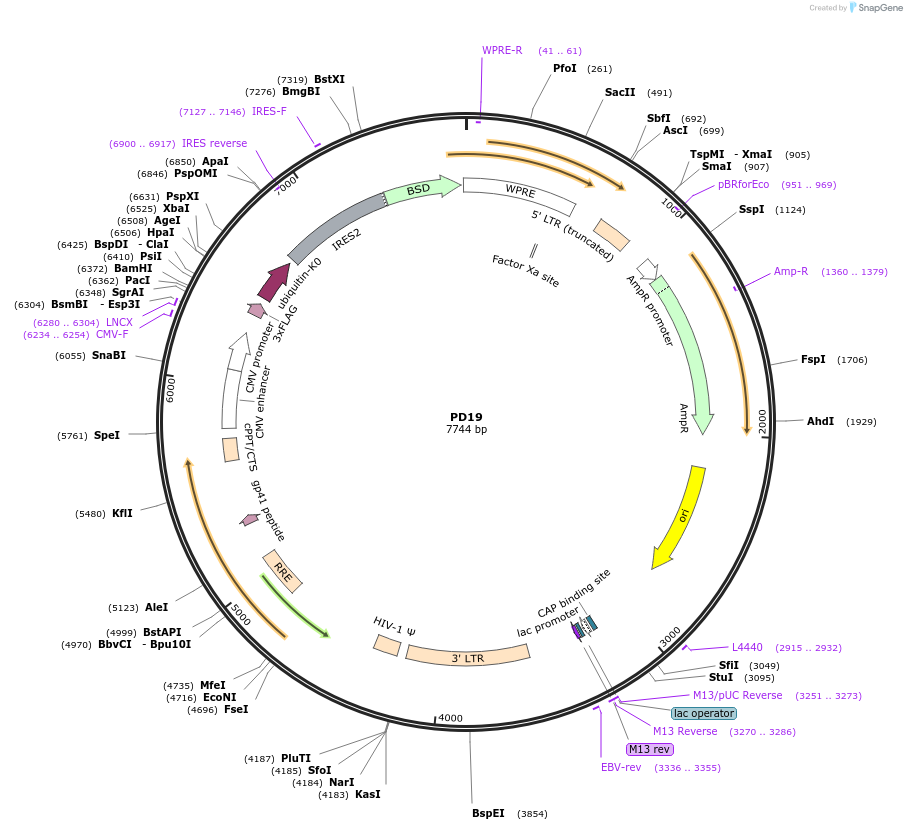 164528-plasmid-map-sequence-id-325309